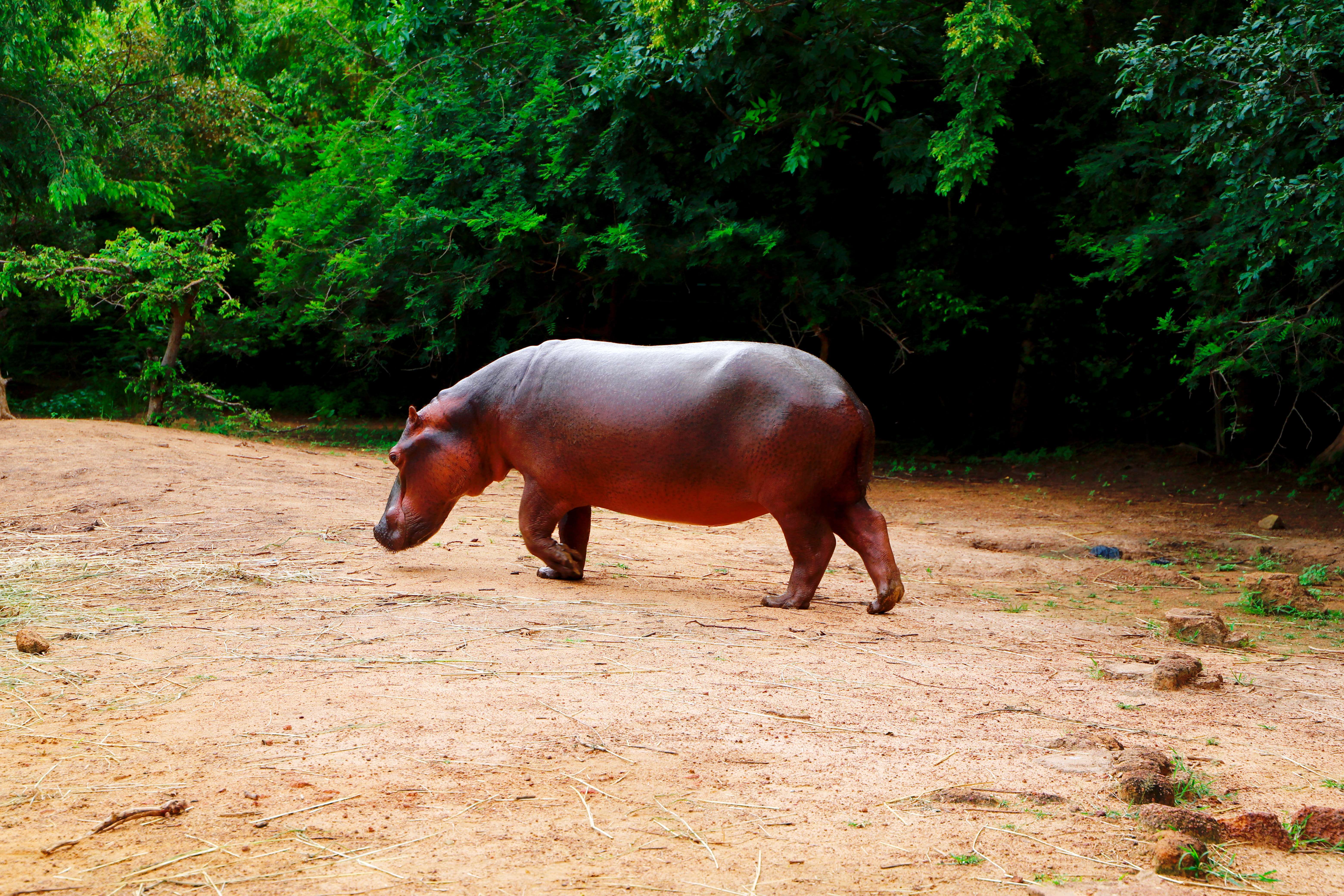 布基超：布基纳希望之星培训中心VS卡斯卡德体育  第2张